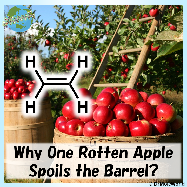 A Rotten Apple Really Does Spoil the Barrel  Office for Science and  Society - McGill University